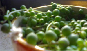 珍珠吊兰的养殖方法和注意事项【图】