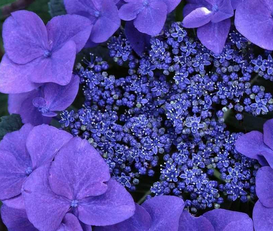 紫罗兰花语是什么?紫罗兰的养殖方法?【图】