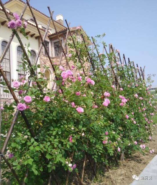 苏州网友晒三层农村别墅，带洋气花园很有格局