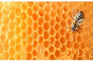 大蒜和蜂蜜能一起吃吗？蜂蜜泡大蒜的功效？
