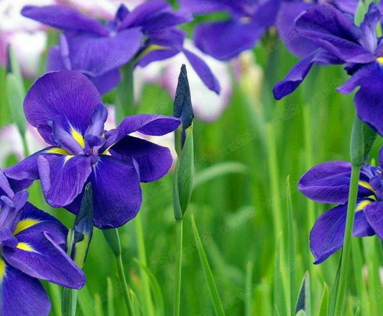 紫罗兰花语是什么?紫罗兰的养殖方法?【图】