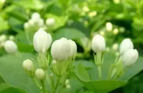 茉莉花的花语是什么?茉莉花的养殖方法?【图】