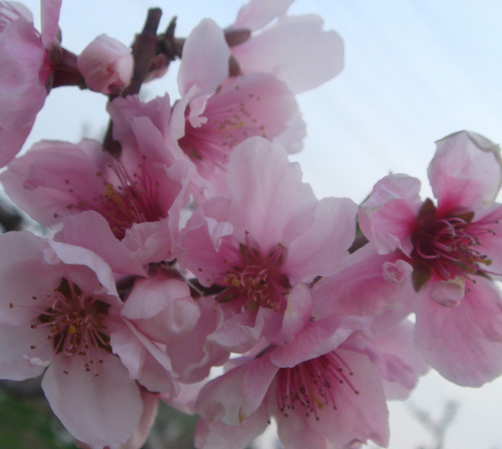桃花的花语是什么?桃花的养殖方法?【图】