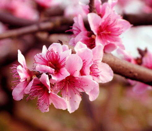 桃花的花语是什么?桃花的养殖方法?【图】