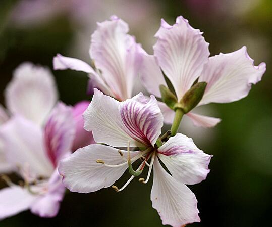 羊蹄甲和紫荆花怎么区分？羊蹄甲怎么种？【图】