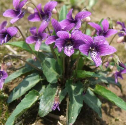 紫花地丁的繁殖方法？紫花地丁的栽培技术？【图】