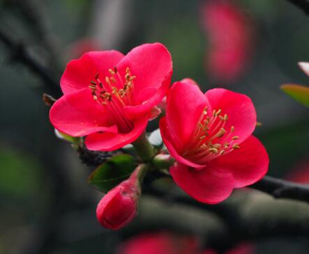 木瓜海棠‘玉立’图片