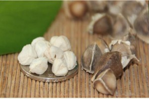辣木籽的功效与作用？辣木籽的功效与禁忌？