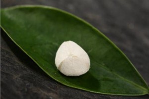 辣木树煲汤什么好处？辣木树枝如何煲汤？
