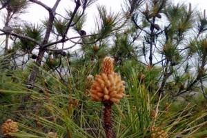 松花粉能治病吗？松花粉能治什么病？