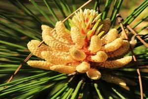 松花粉能减肥吗？松花粉减肥的原理？
