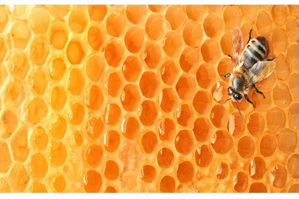土蜂蜜和普通蜂蜜的区别？真正土蜂蜜多少钱一斤？